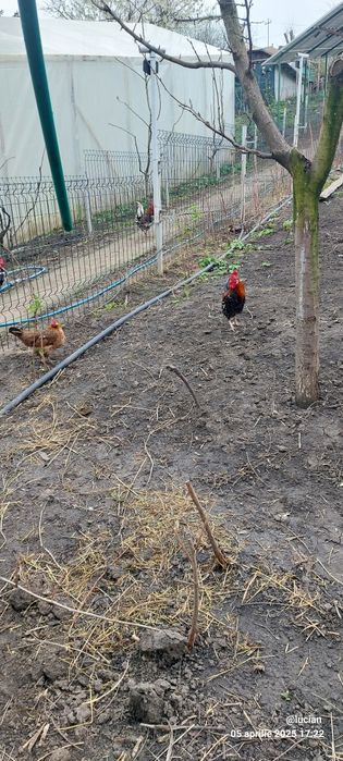 Vand familie australorp 2+1