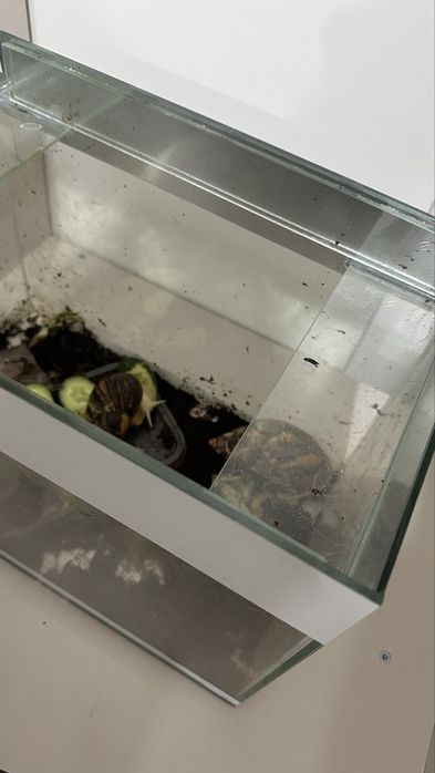 Улитки и аквариум