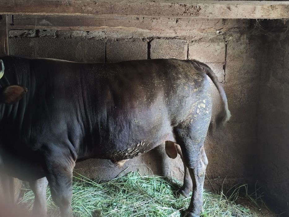 Taur de vânzare 800kg