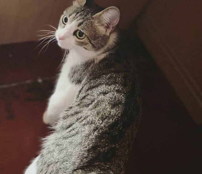 Котики.  Котики.