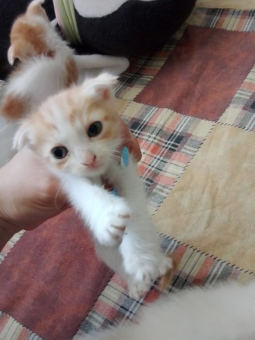 Отдам даром а хорошие руки