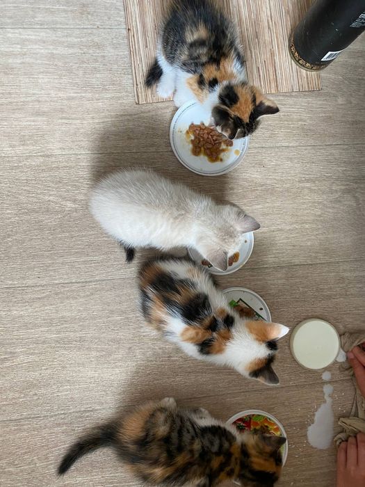 Отдадим Котят в добрые руки
