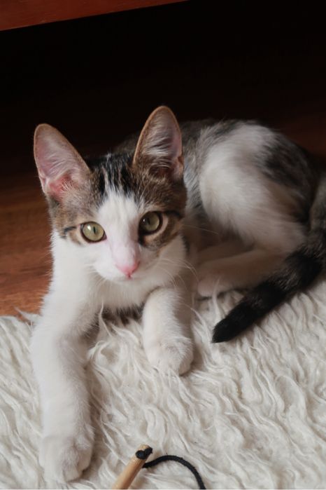 Котенок 3 месяца