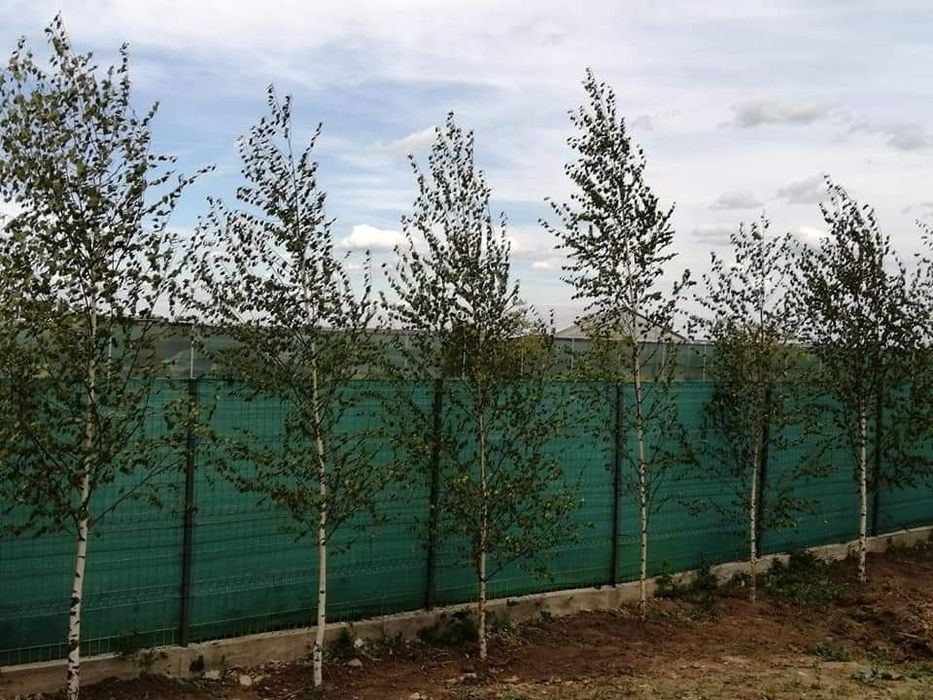 Vindem plante ornamentale