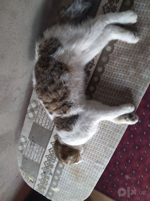 Scottish Fold mushuk