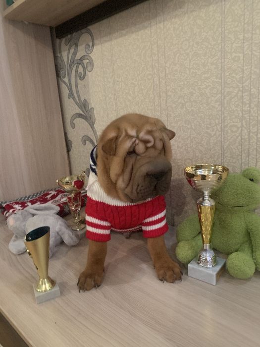 Продажа щенков шарпея