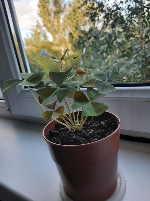 Продам кислицу, бабочки