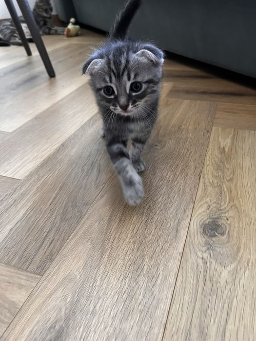 Котята породистые