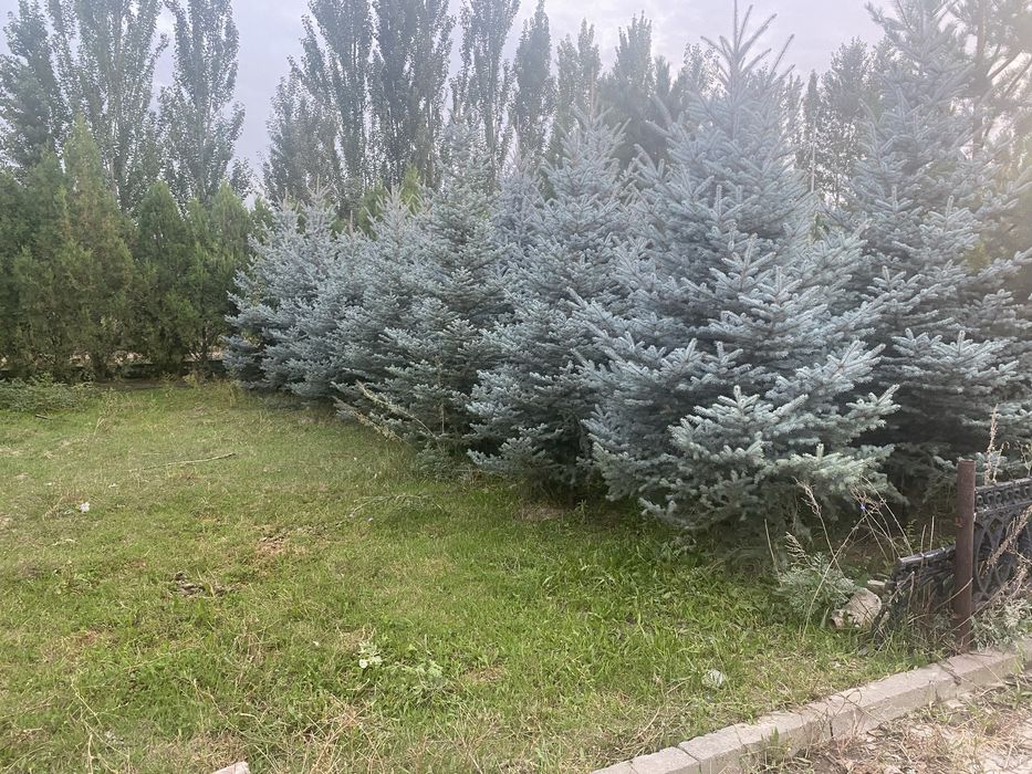 Ель голубая