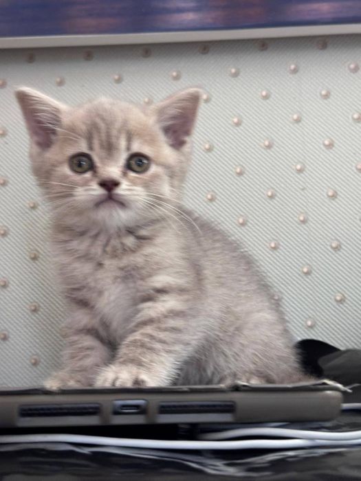 Котёнок британка