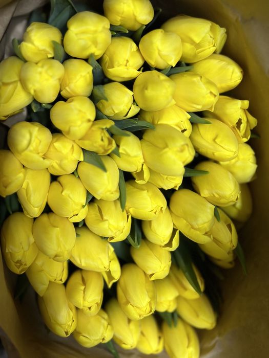 Тюльпаны оптом  8март Алматы /Цветы/тульпан