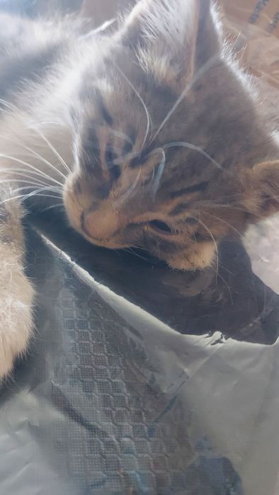 Котята котята мысык