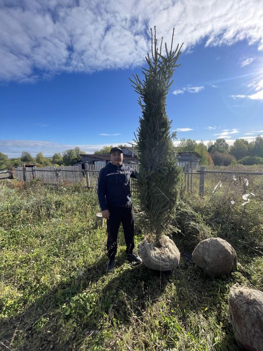 Ели зеленые