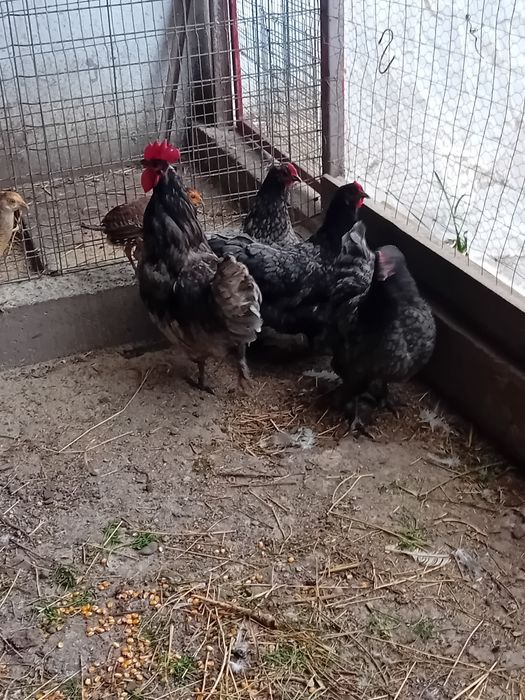 Vând    australorp  albastru
