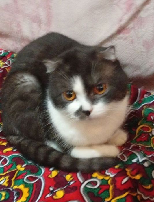 Scotish fold 5 oyli  Скотиш фолд 5 ойли