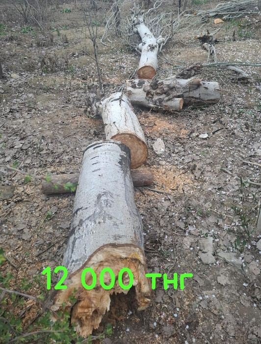 Дрова / Отын ағаш