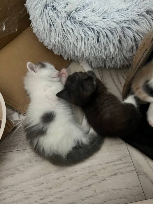 Отдам котят в добрые руки
