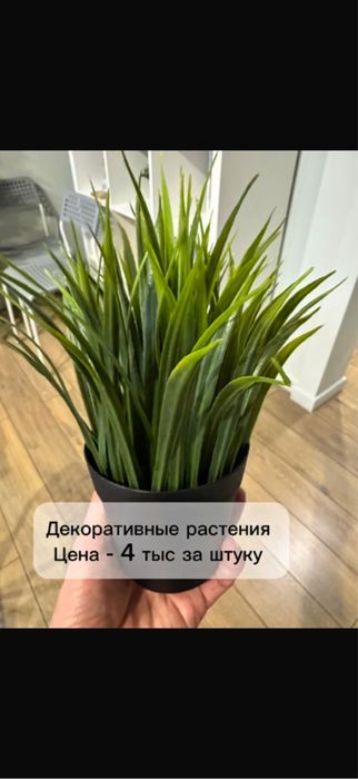 декоративное растение