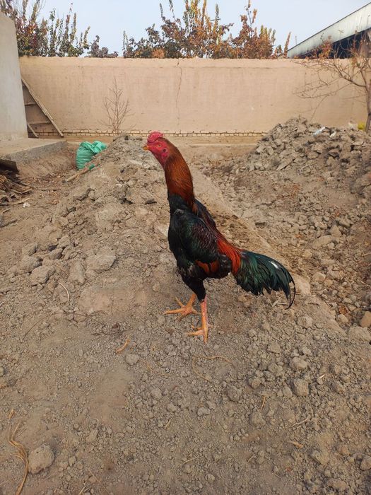 Xoʻroz sotiladi yoshiga to'lgan