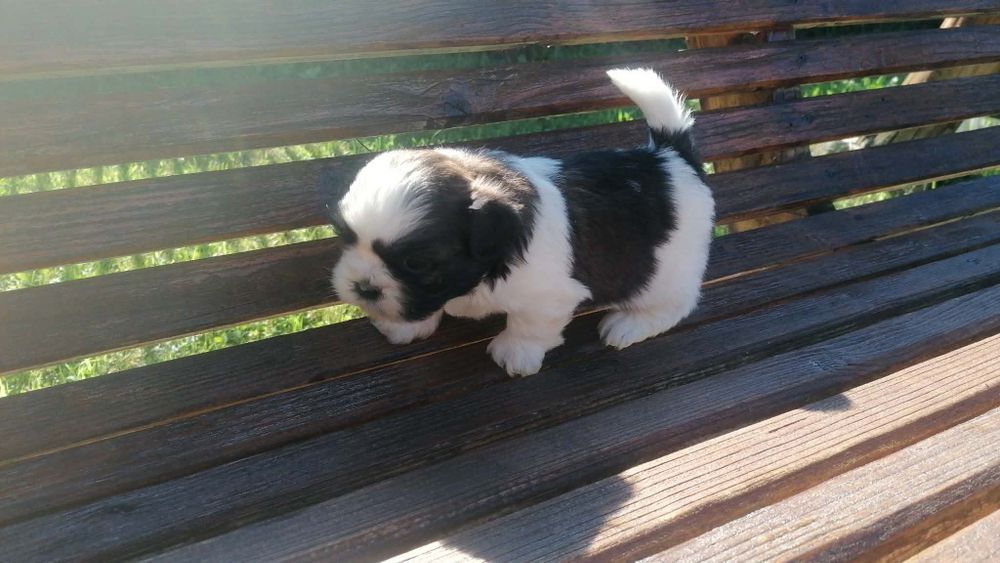 Pui shih tzu de vanzare