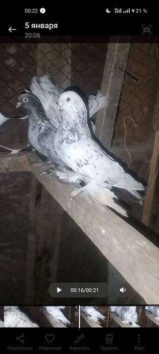 Декоративные голуби