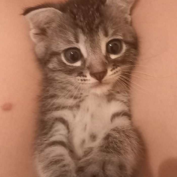 Вислоухие котята 1 мес мальчик и девочка