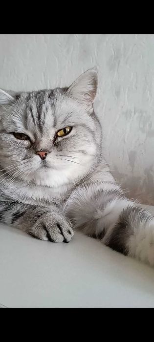 Передержка кошек недорого