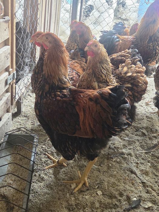 Cocosi Wyandotte Gsg