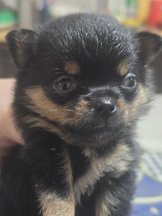 Продам чихуахуа девочка