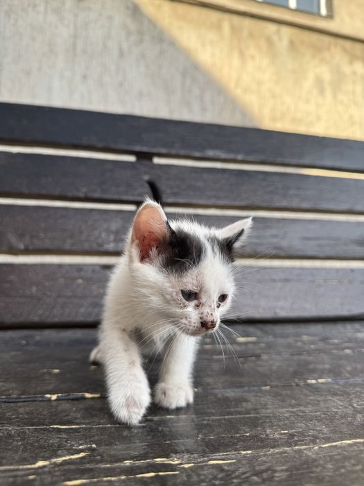 Отдам котят в добрые руки