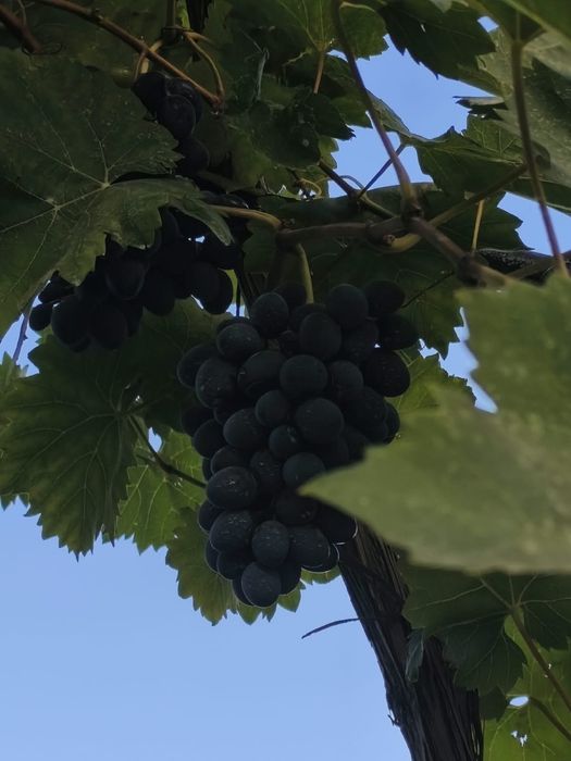 Striguri de vanzare, soi Moldova