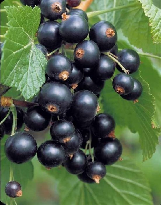 Arbuști Fructiferi (Coacăz Negru )