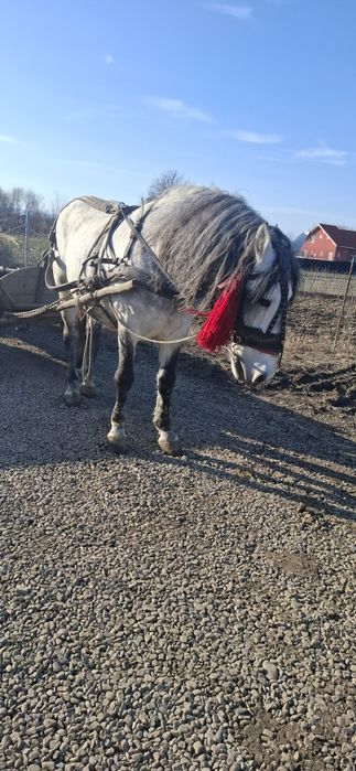 De vqnzare cal pentru gospodarie  se poate vedea in Pascani jud iasi.