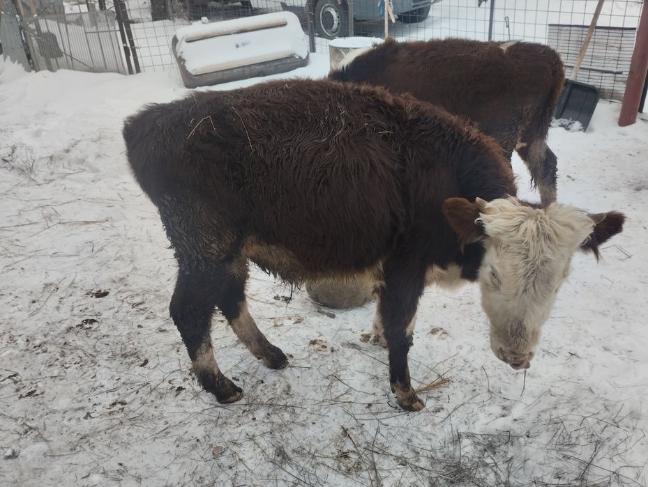 Тайынша бүка сатамын