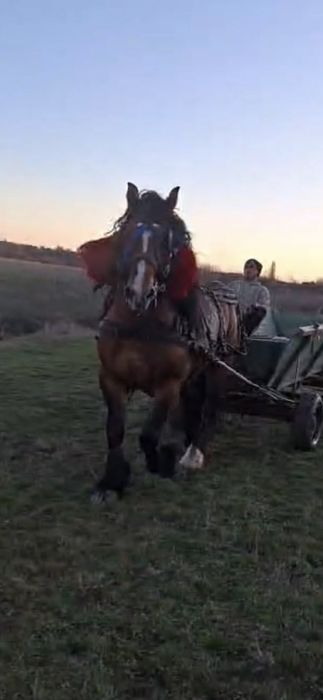 Vand 2 armasari unu de 4 si unu de 5 anii