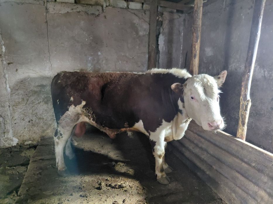 Карамал откорам бычки