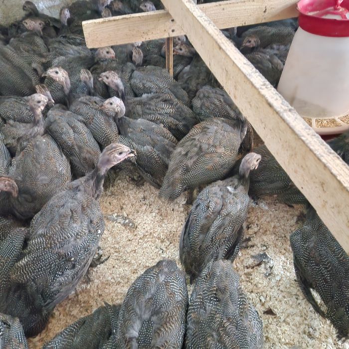 Bibilici de carne și ouă puicute