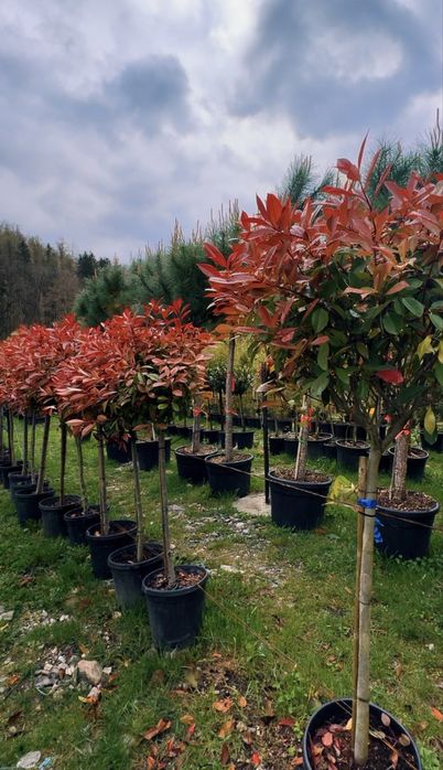 Plante ornamentale