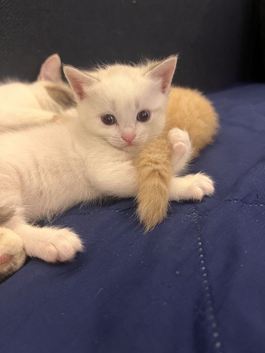 Котенок девочка