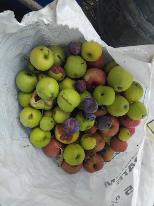 Buna ziua de vanzare prune pt compot si pt tuica  turdanr de telf afiasat 0770300940