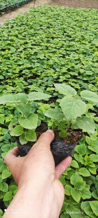 Pavloniya sifatli va hamyon bop pavloniya ko'chatlariz bornarhlarda