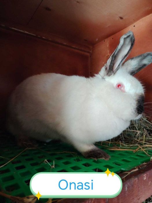 Kaliforniya quyon bolalari sotiladi 2 oylik