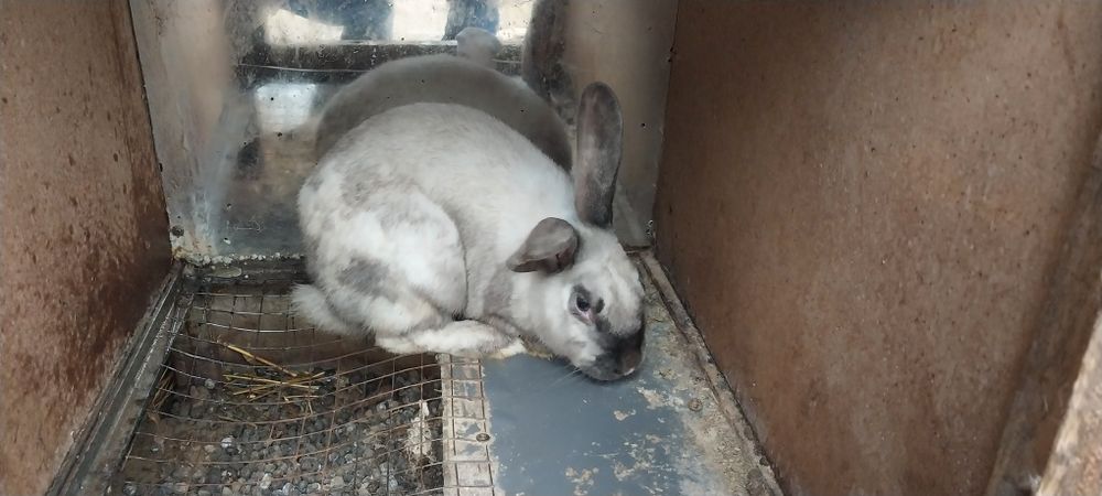 Продаётся кролики куйон сотилади