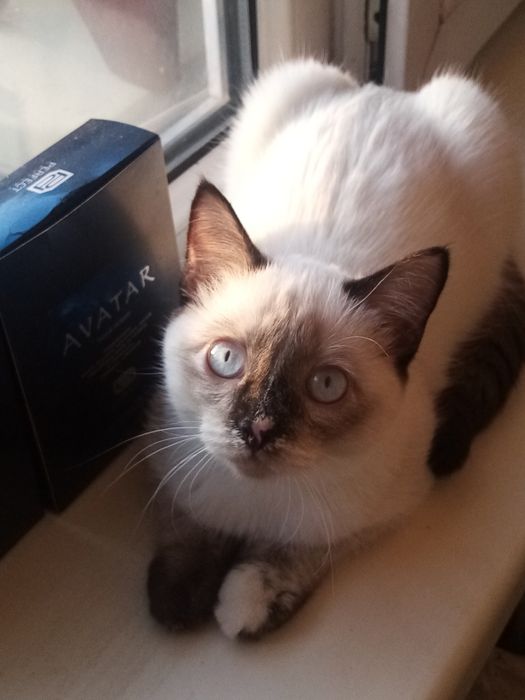 В добрую, заботливую семью,умная, спокойная 6 месячная девочка.