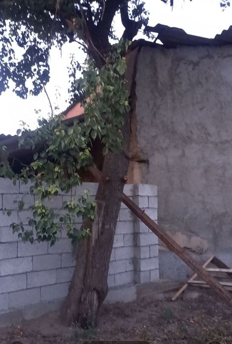 Дерево урюк на дрова