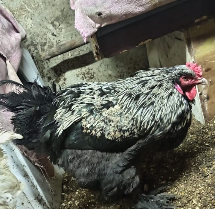 Продам петуха  брамма