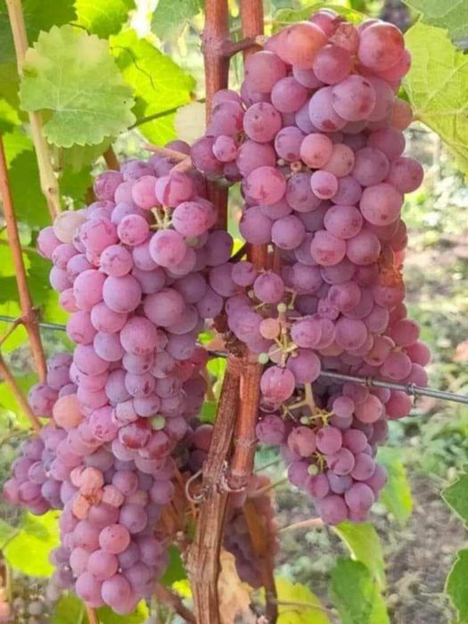 Butasi de vită de vie nu mai la 5 lei buc