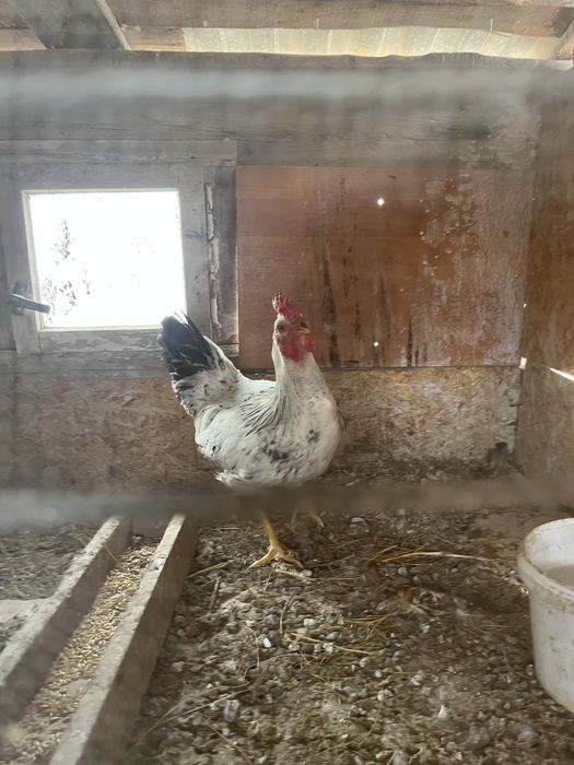 Әтеш сатылады 5мын тг