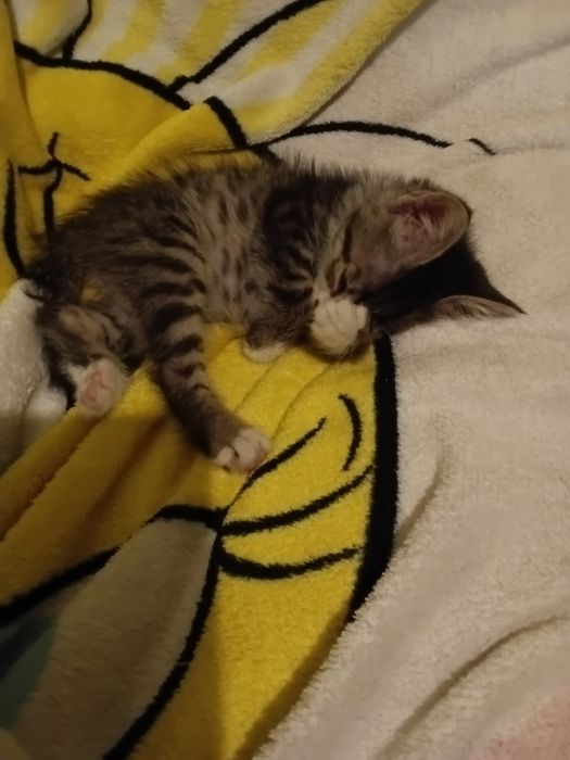 Кошечка в добрые руки