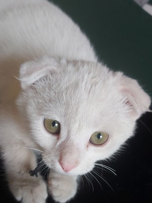 Мушук киз бола 4 ойли